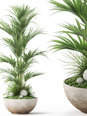 Plants collection 1056