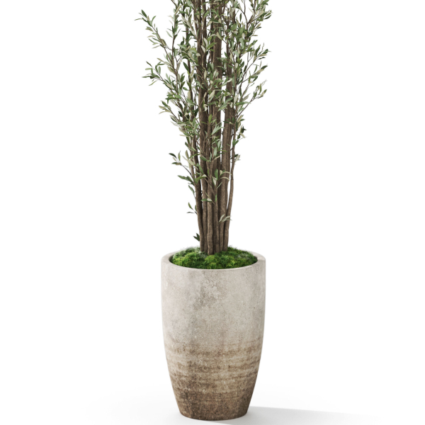 Plants collection 1057