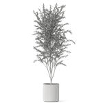 Plants collection 1058