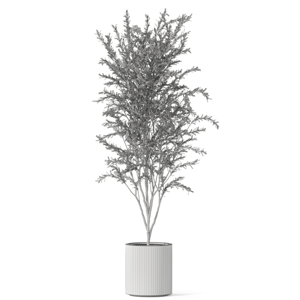 Plants collection 1058