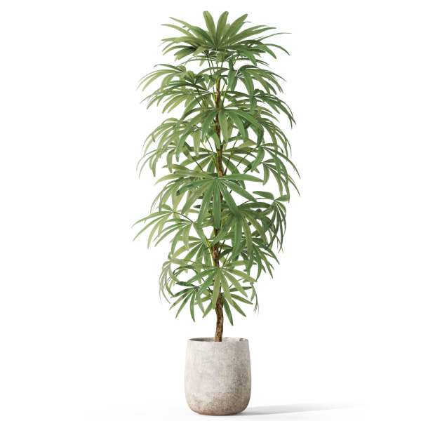 Plants collection 1059