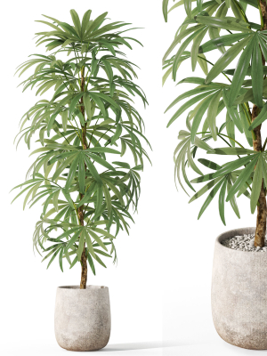 Plants collection 1059