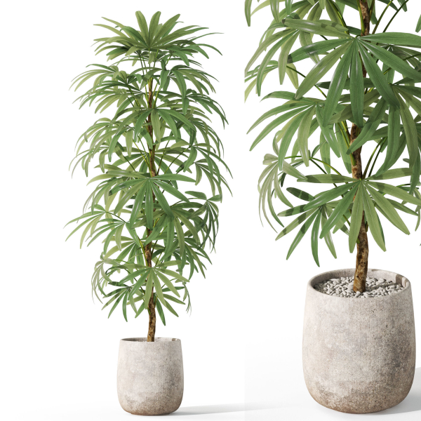 Plants collection 1059