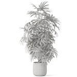 Plants collection 1060