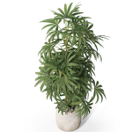 Plants collection 1060