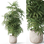 Plants collection 1060