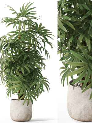 Plants collection 1060