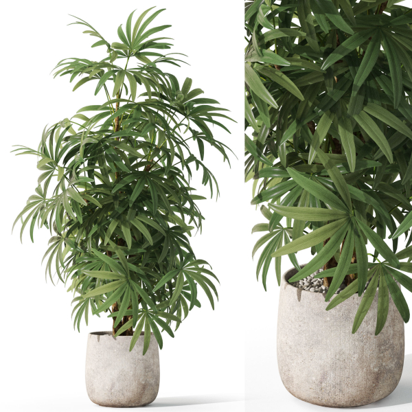 Plants collection 1060