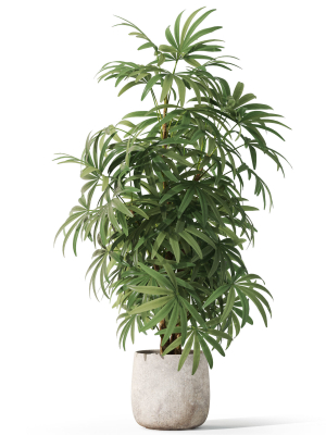 plants-collection-1060-3d-model-ceedeb5839