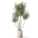 Plants collection 1061