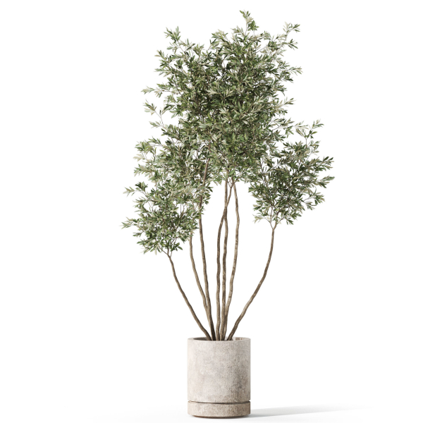 Plants collection 1061