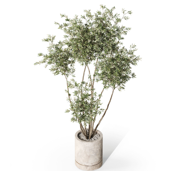 Plants collection 1061