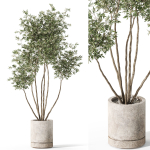 Plants collection 1061