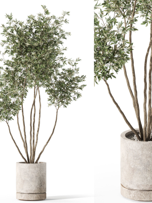 Plants collection 1061