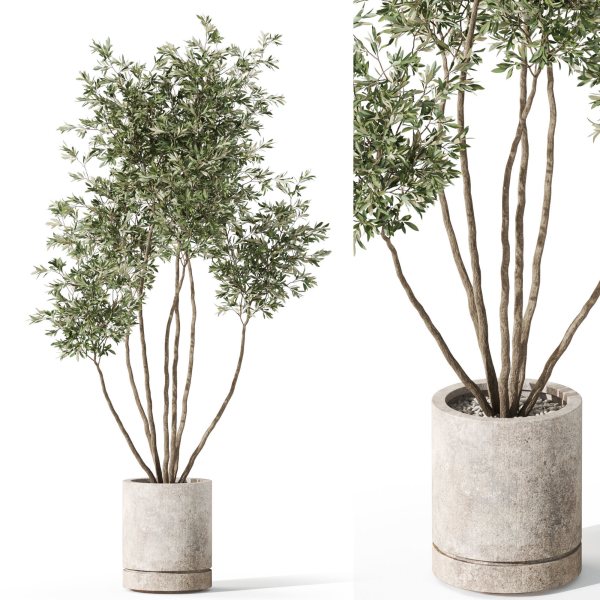 Plants collection 1061