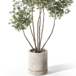 Plants collection 1061