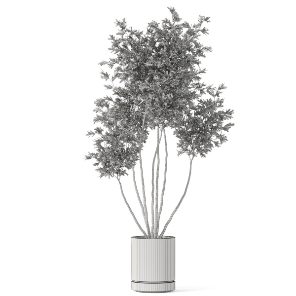 Plants collection 1061