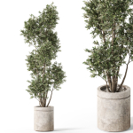 Plants collection 1062