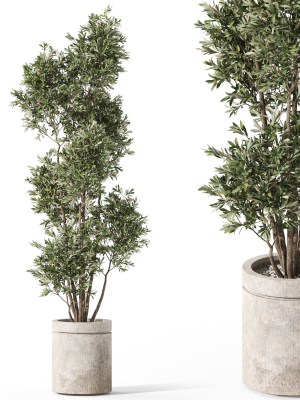 Plants collection 1062
