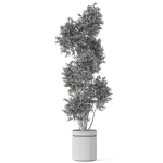 Plants collection 1062