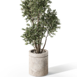 Plants collection 1062