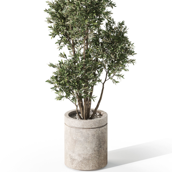Plants collection 1062