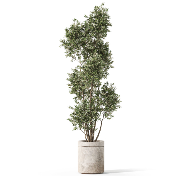 Plants collection 1062