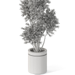 Plants collection 1062