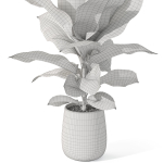 Plants collection 1063
