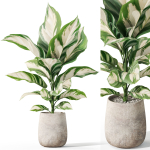 Plants collection 1063