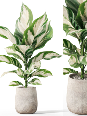 Plants collection 1063