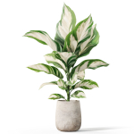 Plants collection 1063
