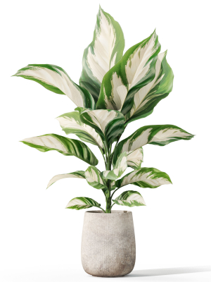 plants-collection-1063-3d-model-5499fe6aaa