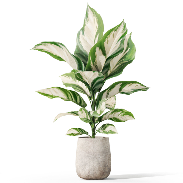 Plants collection 1063