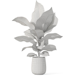 Plants collection 1063