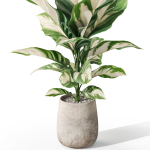 Plants collection 1063