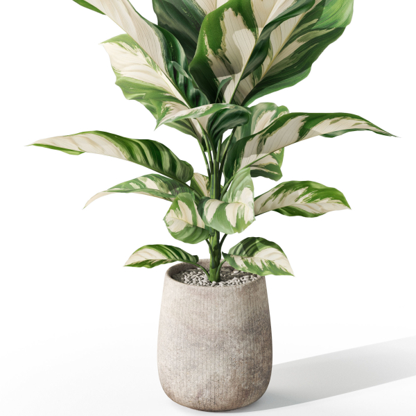 Plants collection 1063