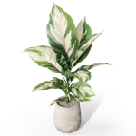 Plants collection 1063