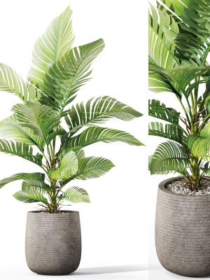 Plants collection 1064