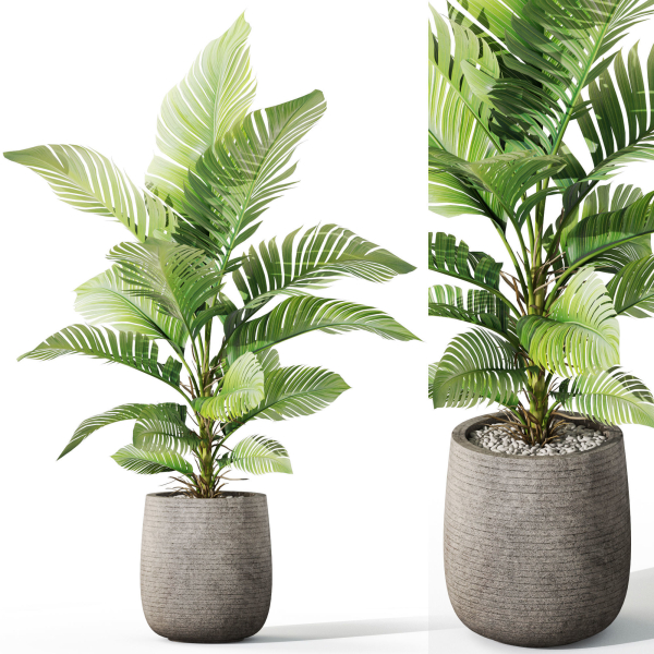 Plants collection 1064