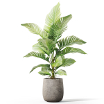 Plants collection 1064