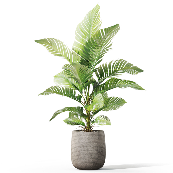 Plants collection 1064