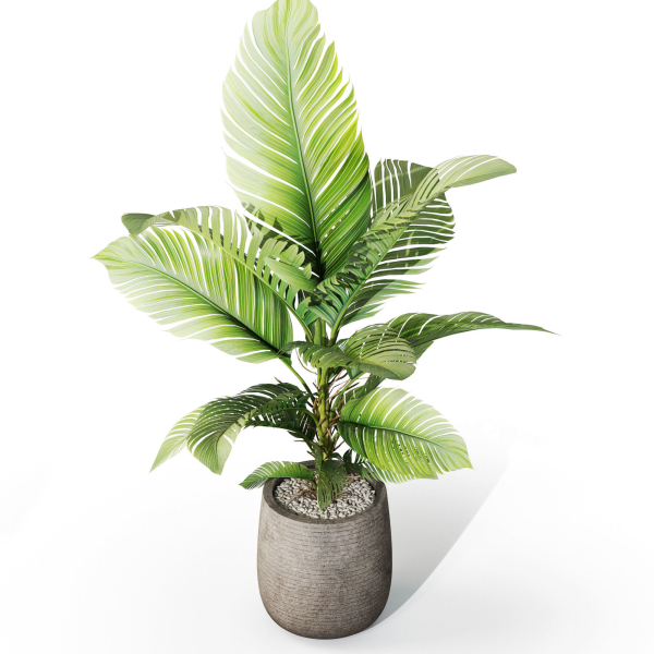 Plants collection 1064