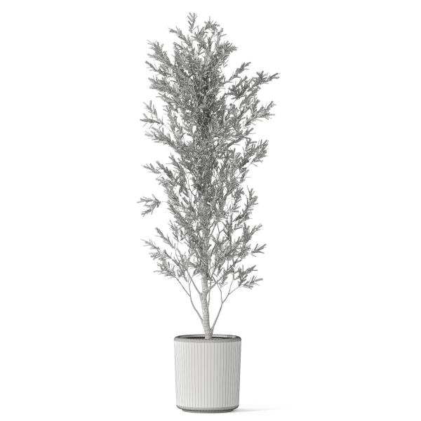 Plants collection 1065