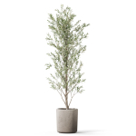 Plants collection 1065