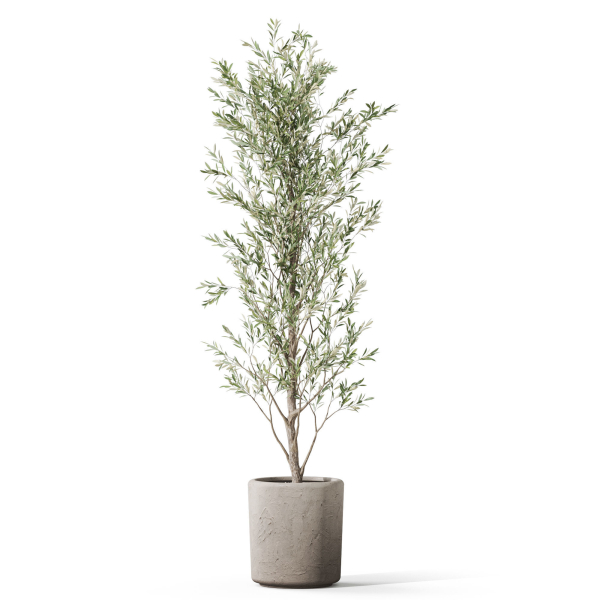 Plants collection 1065