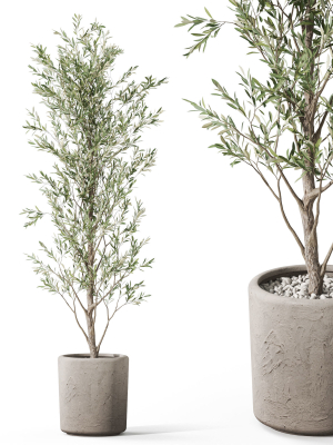 Plants collection 1065