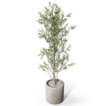 Plants collection 1065