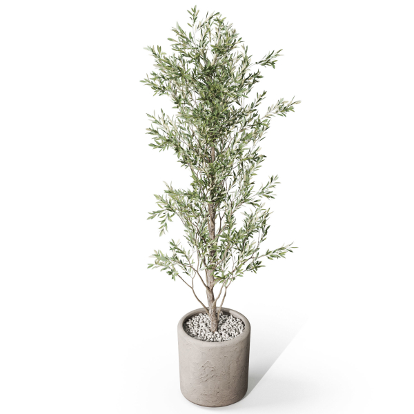 Plants collection 1065