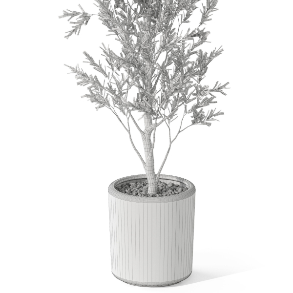 Plants collection 1065